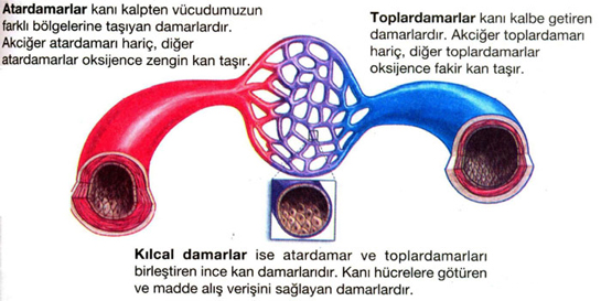 Byk ve Kk Kan Dolam